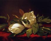 Magnoliae Grandeflorae - 马丁·约翰逊·赫德